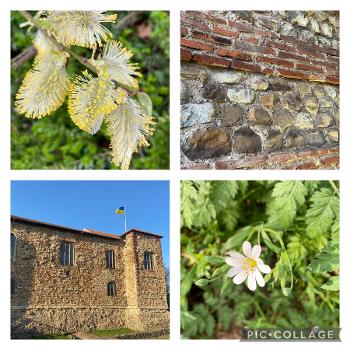Spring flowers & Colchester Castle & Roman wall 