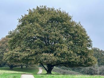 Oak tree in Mill Meadows Nature Reserve. 