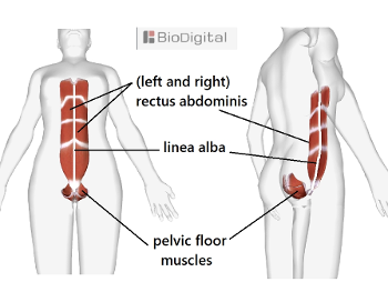 Base-Line muscles.  Pelvic floor the base of the body, a basket.  rectus abdominis Line