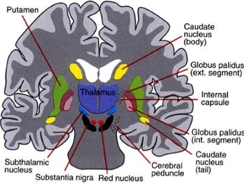 Basal Ganglia Motor Neural Pathways