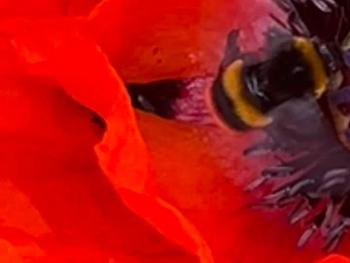 Bee in a poppy