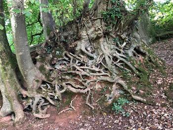 Tangled tree roots