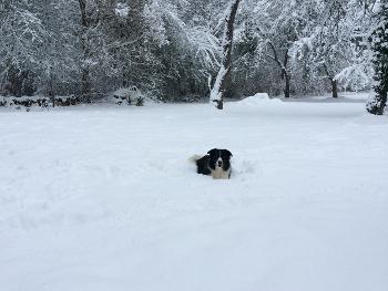 Beau in the snow 