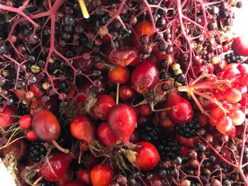Foraged mixed berries…bramble, elder, rosehips, rowan and Hawthorne…