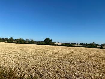 Early morning run. Golden field and blue sky.