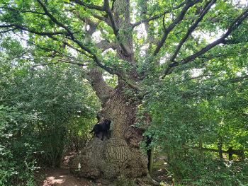 Millie likes climbing this veteran oak on our walk. 