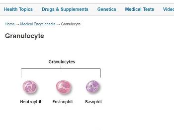 Granulocytes Neutrophils ESO BASO
