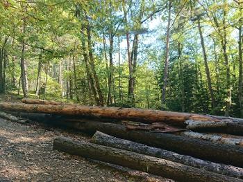 Forest logs used for balance practice during a trail run