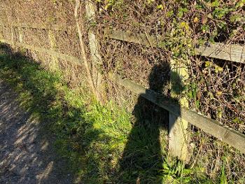 Shadow against a hedgerow 