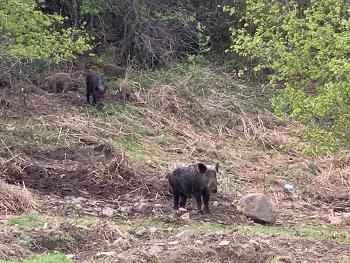 2 boars. 