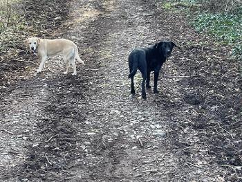 Two Labradors in the woods
