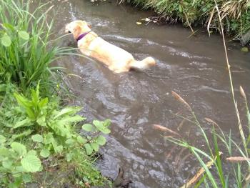 River with a yellow lab enjoying the water