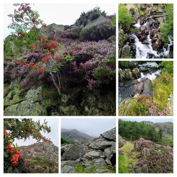 A collage of photos of mountain scenes with waterfalls, purple heather and red rowen.