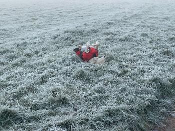 Labrador rolling on frosty grass