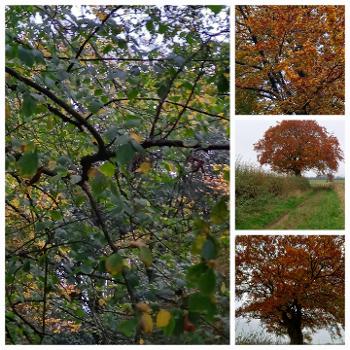 Glory of Autumn run...