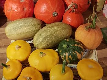 Homegrown pumpkins