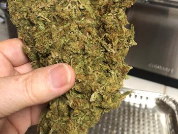 Giant “ Jimbo green “ strain bud