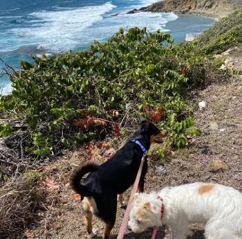 Dogs sniffing by the sea.