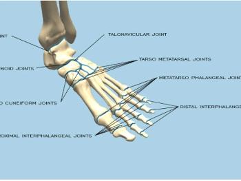 Diagram of foot joints