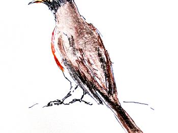 back of an American robin facing away