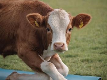 Yoga for Calves