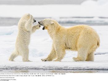 A young cub playing with his mum in Svalbard 