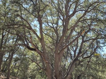 Multi trunk oak