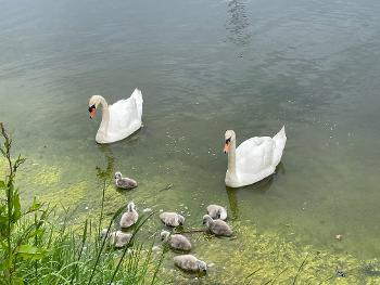 2 Swans and 8 cygnets 