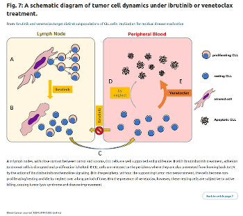  Tumor cell dynamics under ibrutinib or venetoclax treatment.