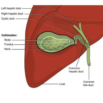 Gallbladder showing Gallstones
