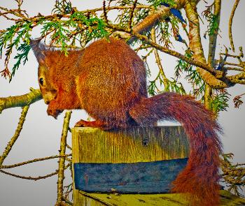 Red Squirrel 