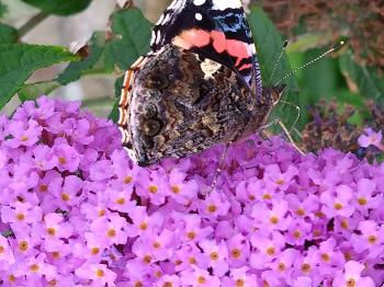 Colour photo of a Red Admirals butterfly with the wings closed 