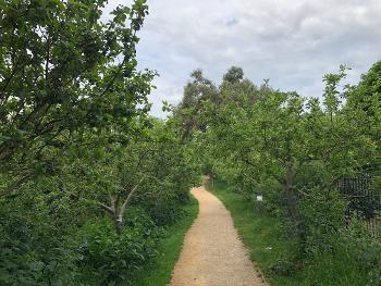 Orchard path 