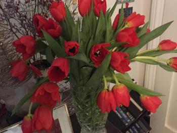 Red tulips for Christmas