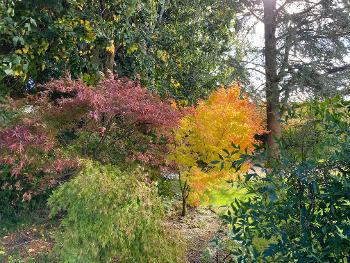 Acers in autumn.