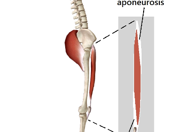 rectus femoris like a strong pole down the front of the thigh.