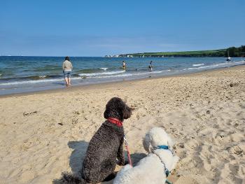 Poodles on beach