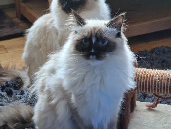 2 ragdoll kittens Luna and Rudi