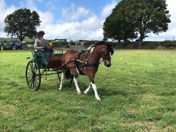 Pony with carriage and driver in a field of grass preparing for a show 