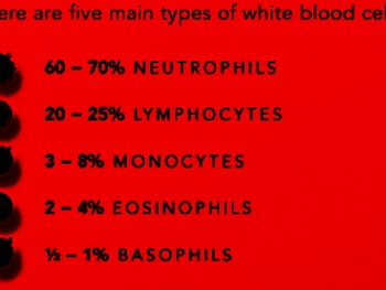 Neutrophils outnumber lymphocytes by 3 to 1 in healthy blood counts. 
