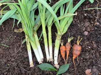 Leeks and carrots from my allotment 