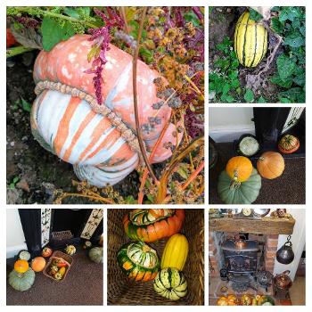 A collage of very colourful pumpkins