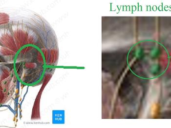 head lymph nodes behind ear