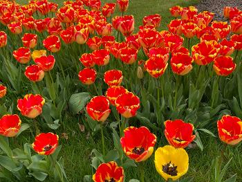 Spring tulips 🌷 