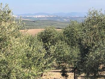 View over olive groves