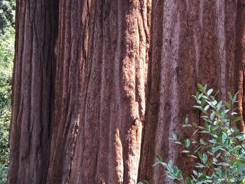 Giant redwoods 