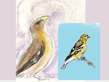 Evening grossbeak and male American goldfinch for comparisons.