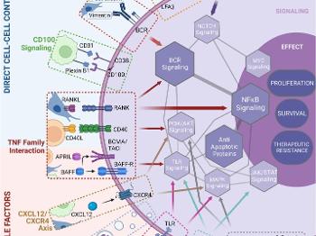 Understanding the complex TME signalling in CLL could lead  to a CLL cure.
