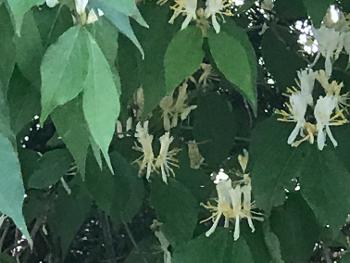 These are honeysuckles I saw on my run