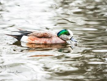 Blue Billed Mallard. 
in a local pond.
